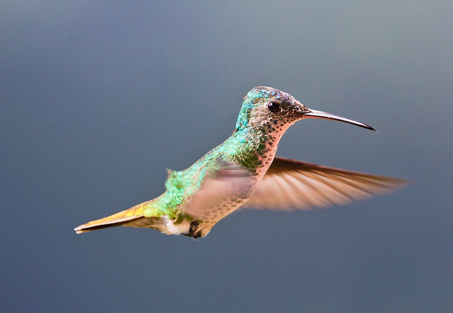 Colibrí Cola de Oro (Golden-tailed Sapphire Hummingbird) Bigger File