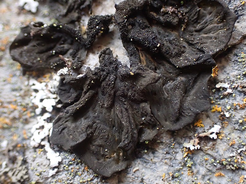 File:Collema furfuraceum 157955698.jpg