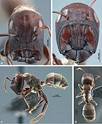 Colobopsis explodens soldier. (a) full-face view, (b) frontal shield (c) lateral view, (d) dorsal view.