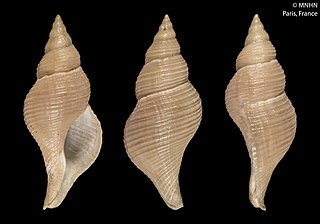 <i>Colus sabini</i> Species of gastropod