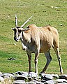 Elenantilope (Taurotragus oryx)