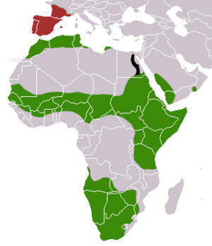 Genetta Genetta: Descrizione, Biologia, Distribuzione e habitat