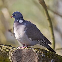 Common Wood Pigeon.jpg