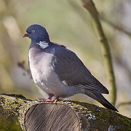 Keršulis (Columba palumbus)