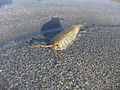 Common sea slater (Ligia oceanica), Looe, Cornwall (5673228847).jpg