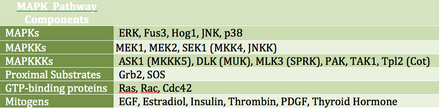 Kinase