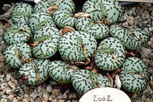 Conophytum obcordellum 1.jpg