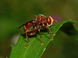 <i>Sicus ferrugineus</i> Species of fly