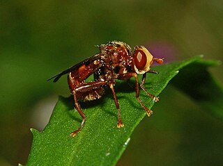 Sicus ferrugineus