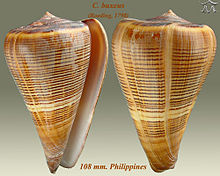 Conus buxeus 1.jpg 