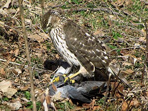 Cooper's Hawk