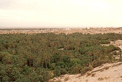 L'oasis d'origine de Nefta est connue sous le nom de «panier» car elle est située en bas des collines