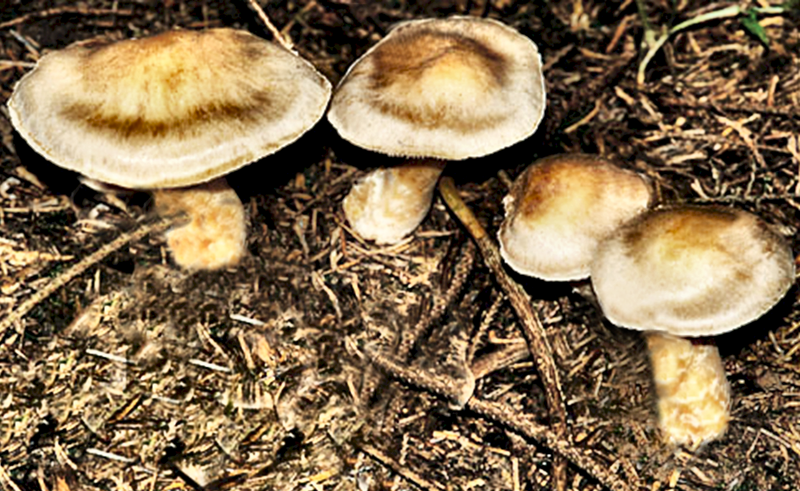 File:Cortinarius poppyzon.png