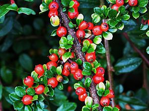 Кизильник. Кизильник алаунский. Кизильник горизонтальный (Cotoneaster horizontalis). Кизильник киноварнокрасный. Кизильник киноварно-красный.