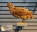 Coturnix japonica - National Museum of Nature and Science, Tokyo - DSC07290.JPG