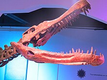 Reconstructed skull of D. riograndensis, Museo de la Evolucion de Puebla Craneo de Deinosuchus Riograndensis.jpg