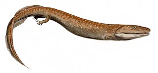 Crassigyrinus (Tetrapode)