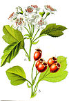 Crataegus sp Sturm3.jpg