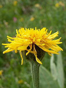 Crepis bocconei