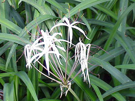 Amaryllidaceae