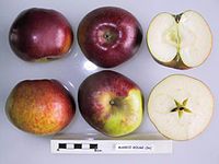 Cross section of Marroi Rouge, National Fruit Collection (acc. 1948-286).jpg