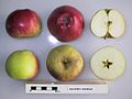 Miniatura para McLiver's Winesap (manzana)