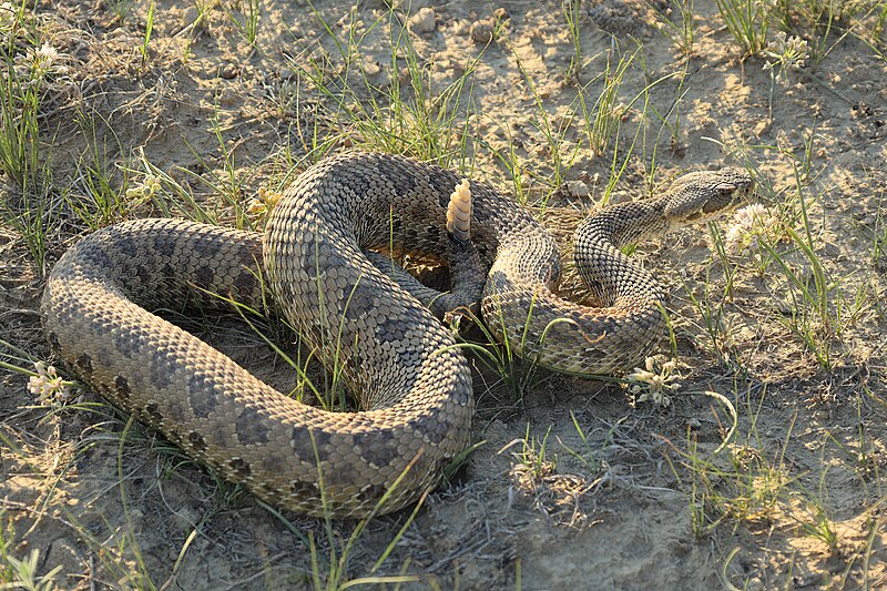 File:Crotalus viridis GNP 04.jpg