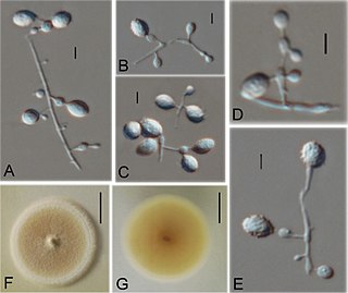 <i>Ctenomyces serratus</i> Species of fungus