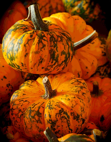 File:Cucurbita Awesome Little Gourds.jpg