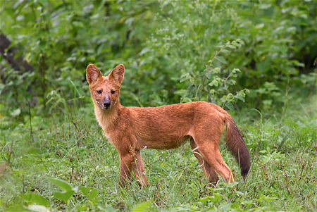 Tập_tin:Cuon_alpinus_asiatic_wild_dog.jpg