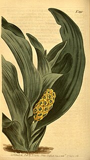 Thumbnail for Rohdea japonica