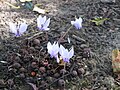 Cyclamen hederifolium flowers and old seed pods