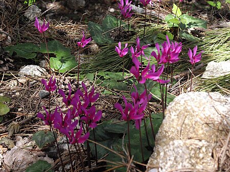 Cyclamen_repandum