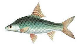 Cyclocheilichthys enoplos