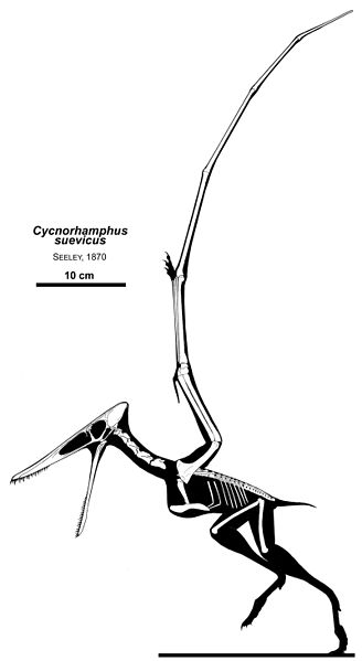 File:Cycnorhamphus.jpg