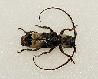 <i>Cymatura</i> Genus of beetles