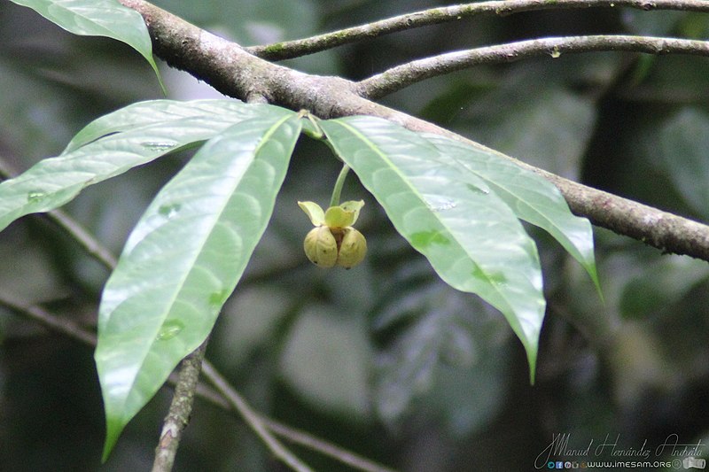 File:Cymbopetalum penduliflorum 22475100.jpg