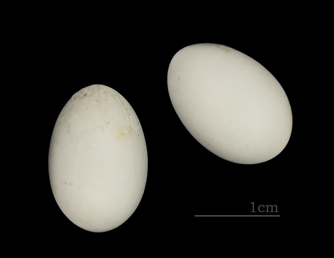 File:Cypsiurus parvus MHNT ZOO 2011 11 189 RdN Principe.jpg