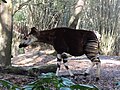 Een okapi