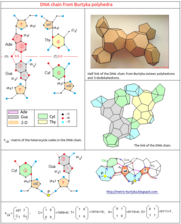 DNA chain from Burtyka polyhedra.png