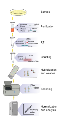 Principle of RT-PCR