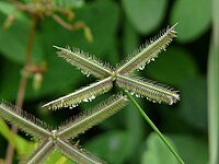 Typart Dactyloctenium aegyptium