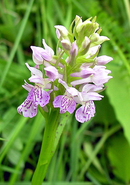 File:Dactylorhiza longifolia.JPG