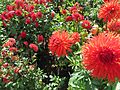 Dahlia 'Hapet Orange Cyril'