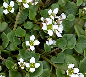 Descrição do Scurvygrass dinamarquês - Cochlearia danica (24539630987) .jpg.