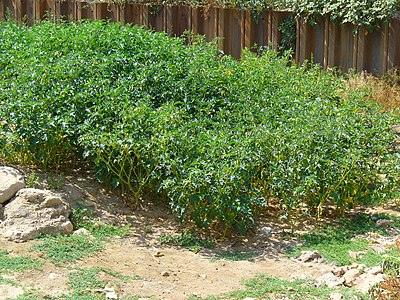 Datura stramonium Habitus