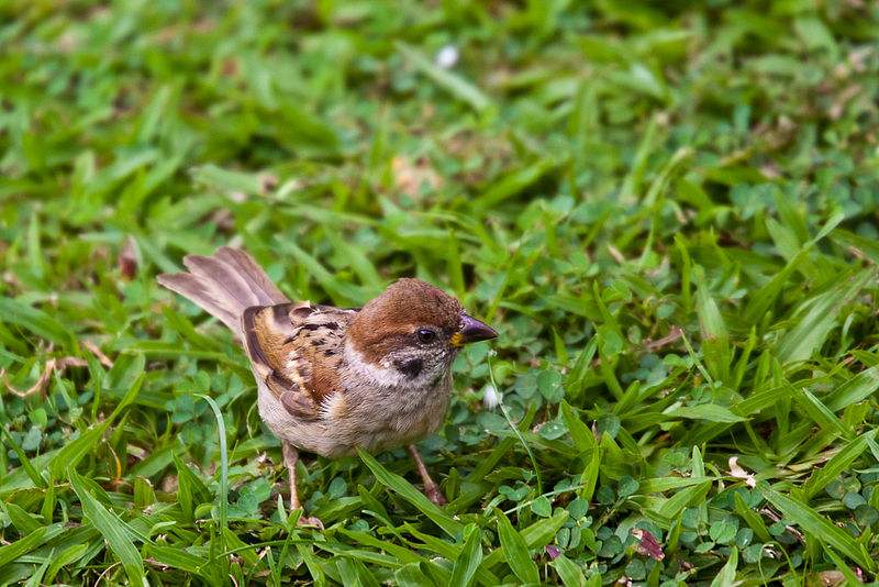 File:David Yeo T. B. - Eurasian Tree Sparrow June 2009.jpg