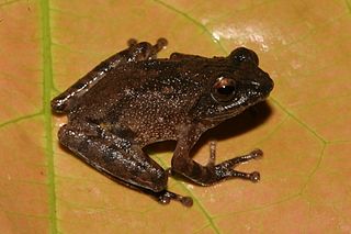 <i>Raorchestes ravii</i> Species of amphibian