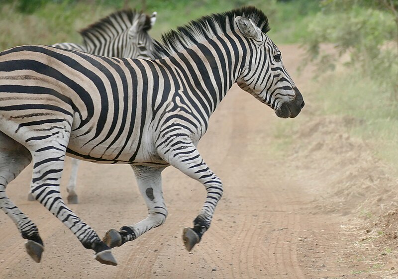 File:Day 68 Plains Zebra (Equus quagga) running ... (53357212144).jpg