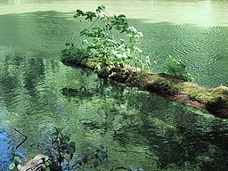 Dead tree in a river, Vancouver Island Rainforest, Canada